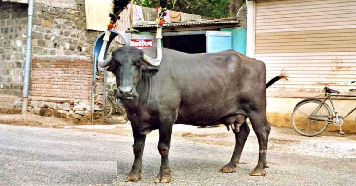 Marathwadi Buffalo