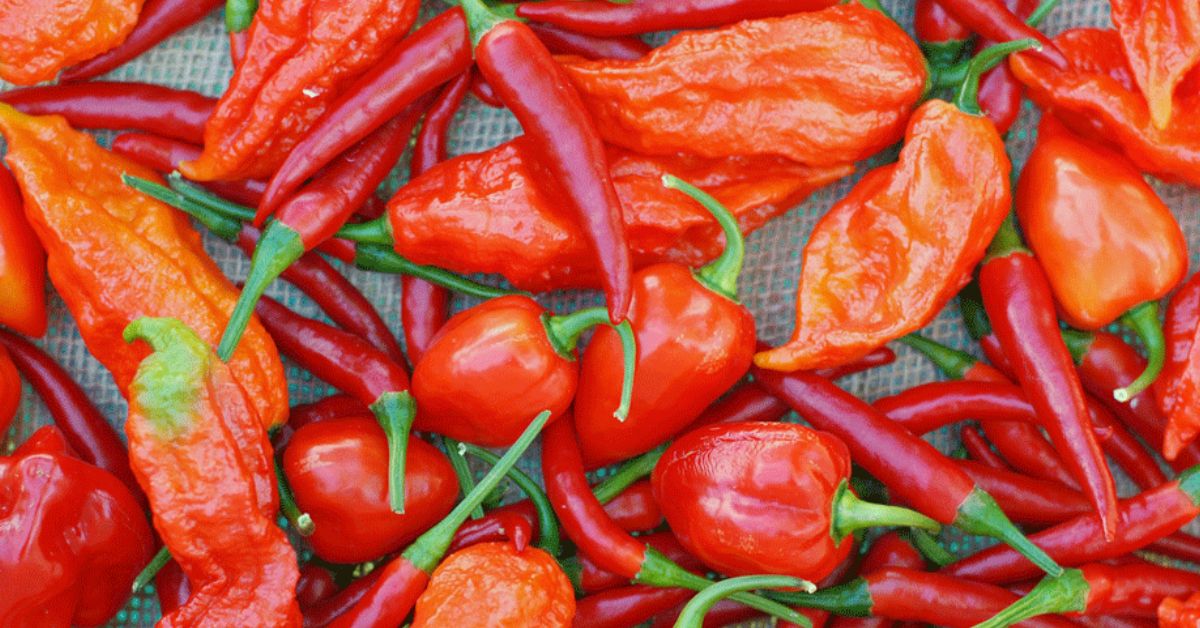 Hottest chilli Of World