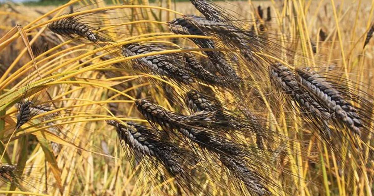 Benefits Of Black wheat Farming