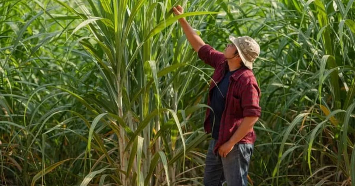 Sugarcane Weed Control