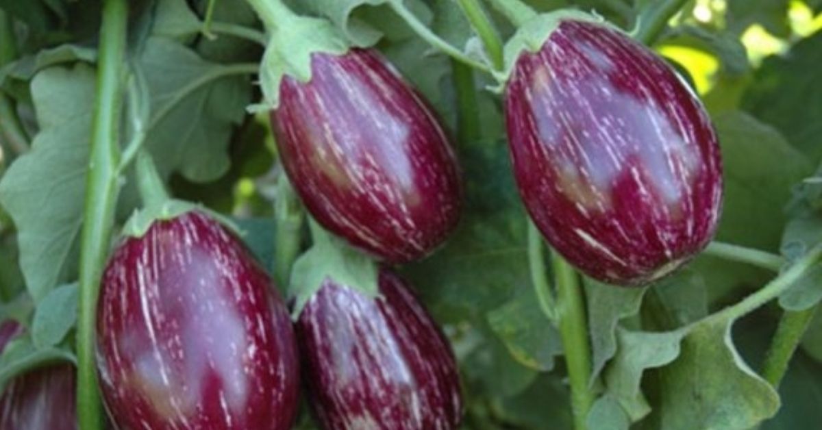 Brinjal Cultivation