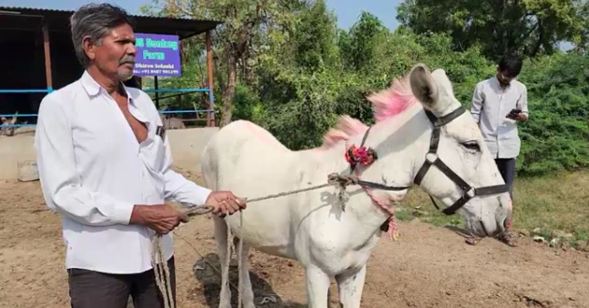 Donkey Farming