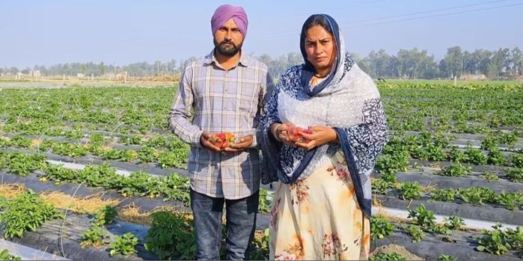 Strawberry Cultivation In Punjab