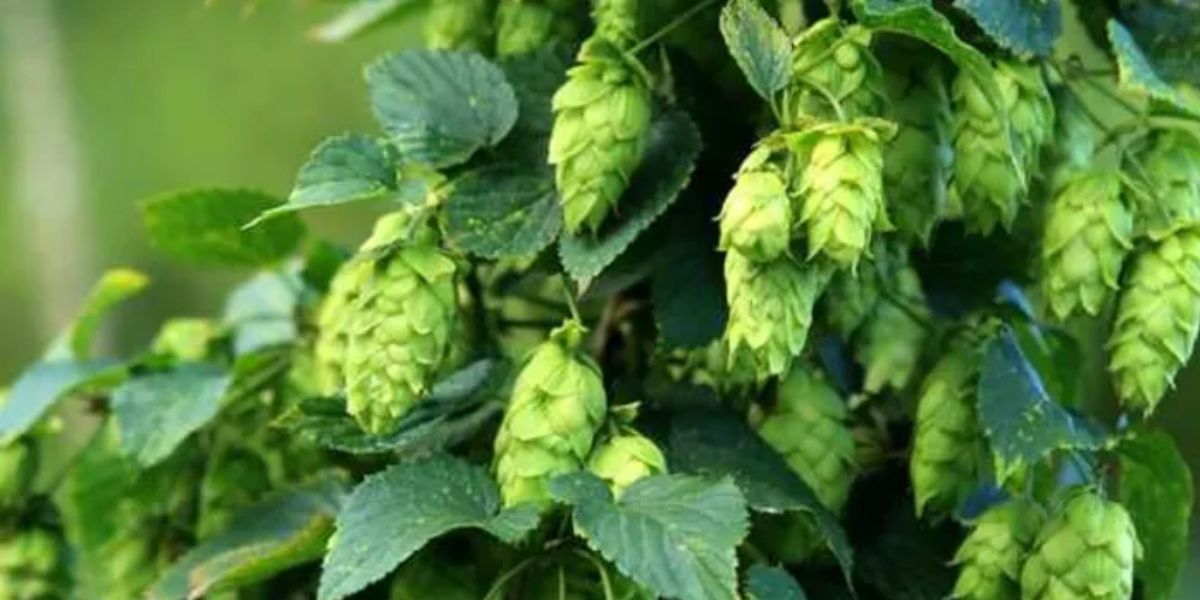 Hop Shoot Cultivation