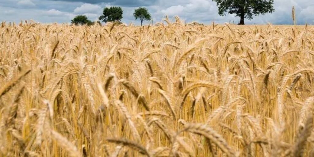 Wheat Variety