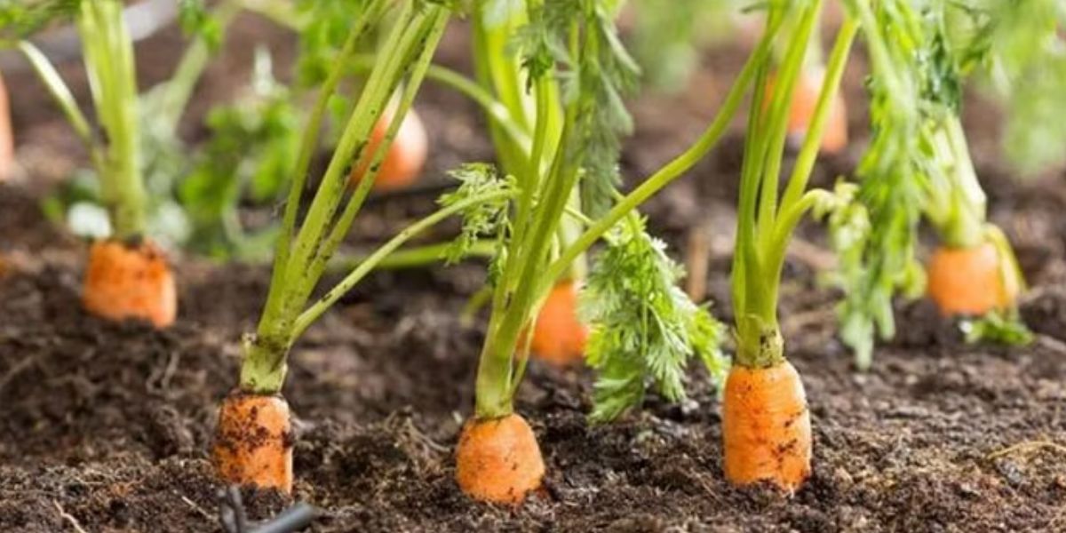 Varieties of Carrots