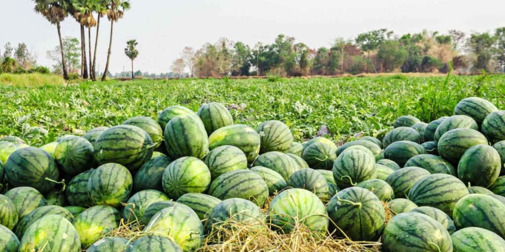 Watermelon Farming