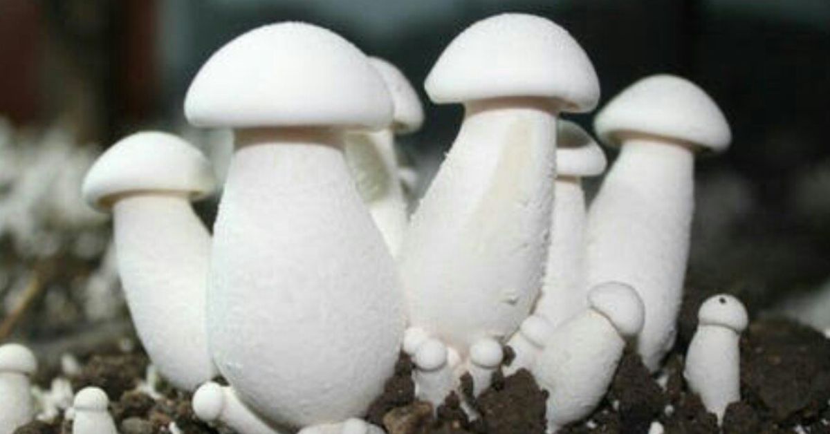 Milky Mushroom