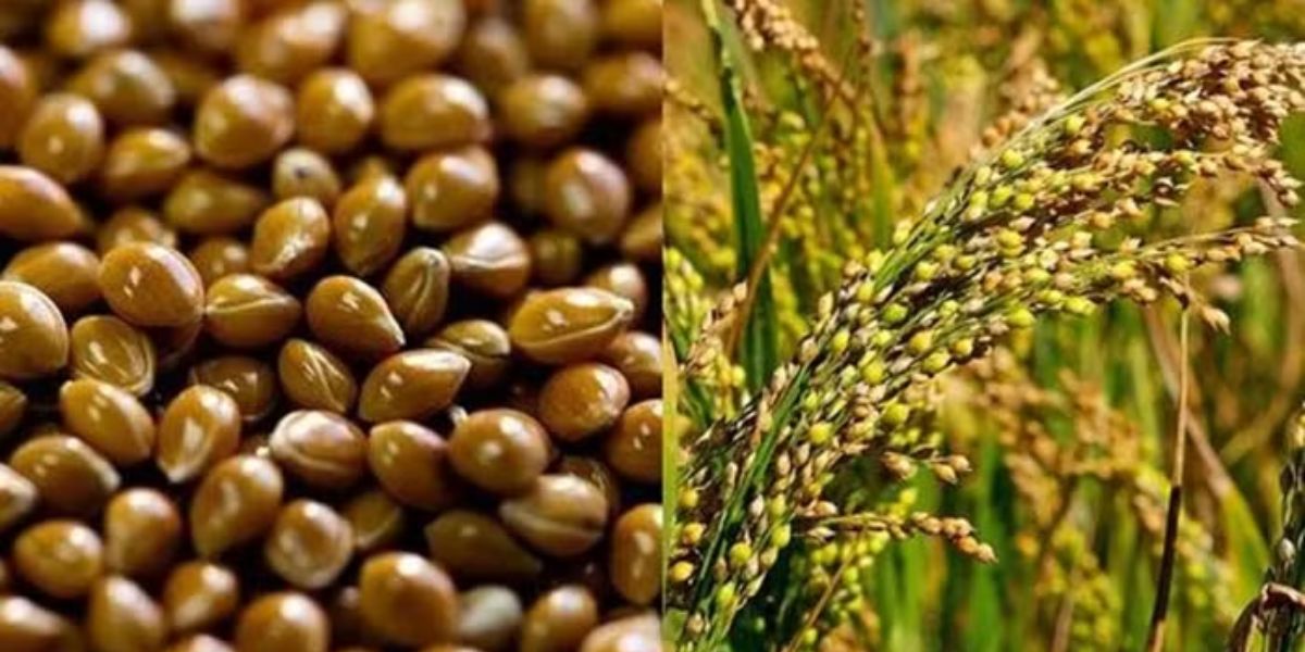 Millets Benefits