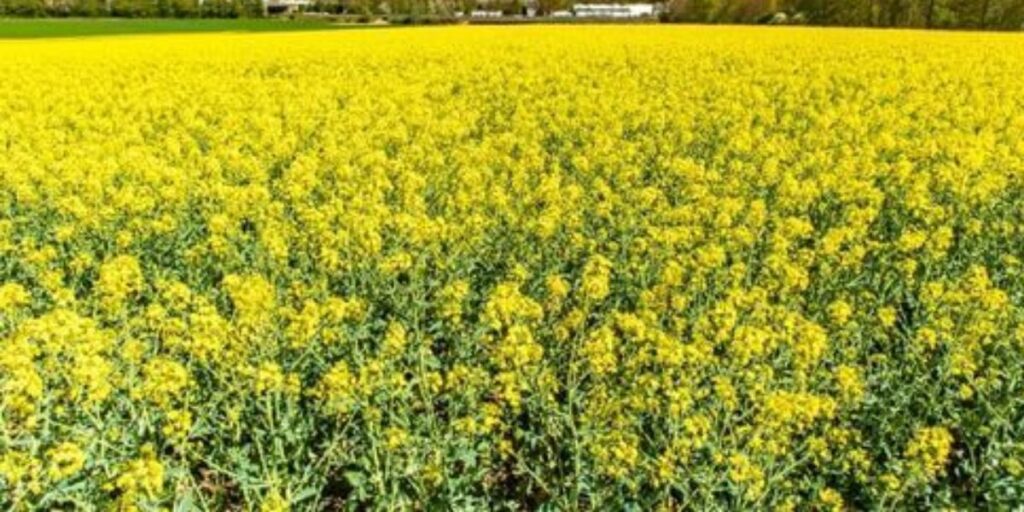 Mustard Crop