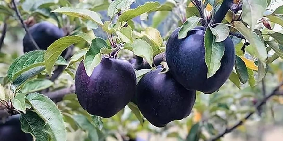 Black Diamond Apple