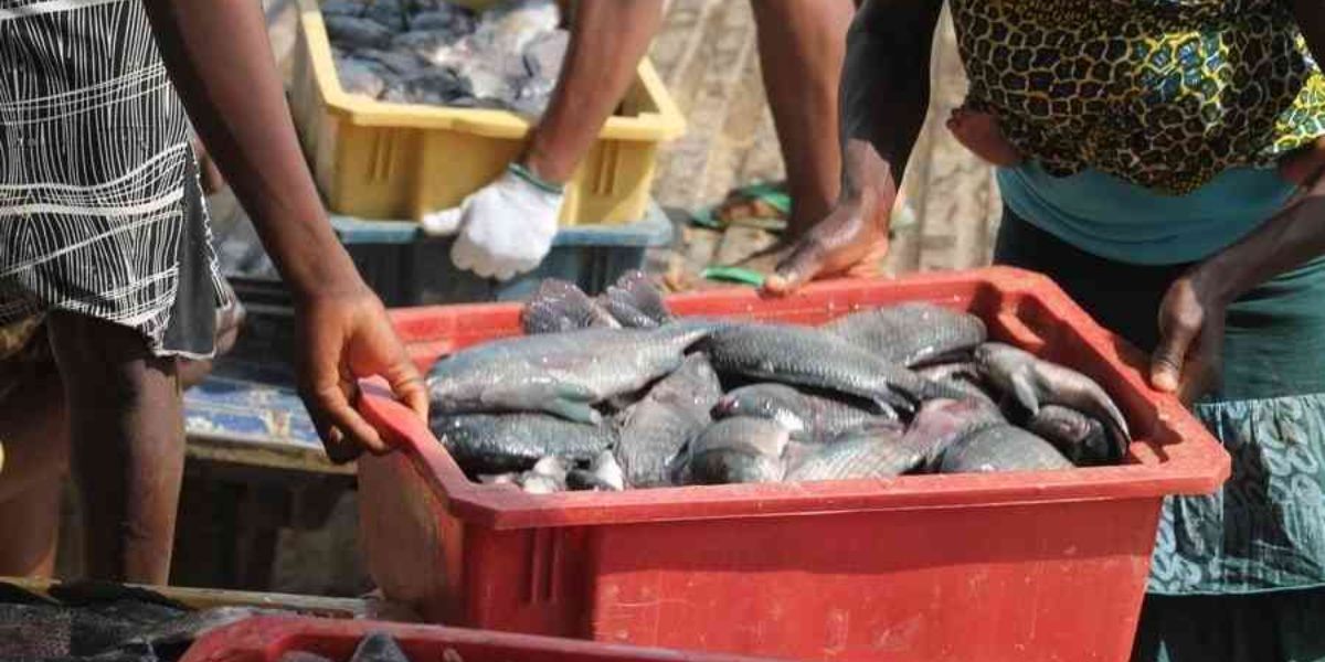 Fish Farming Tips