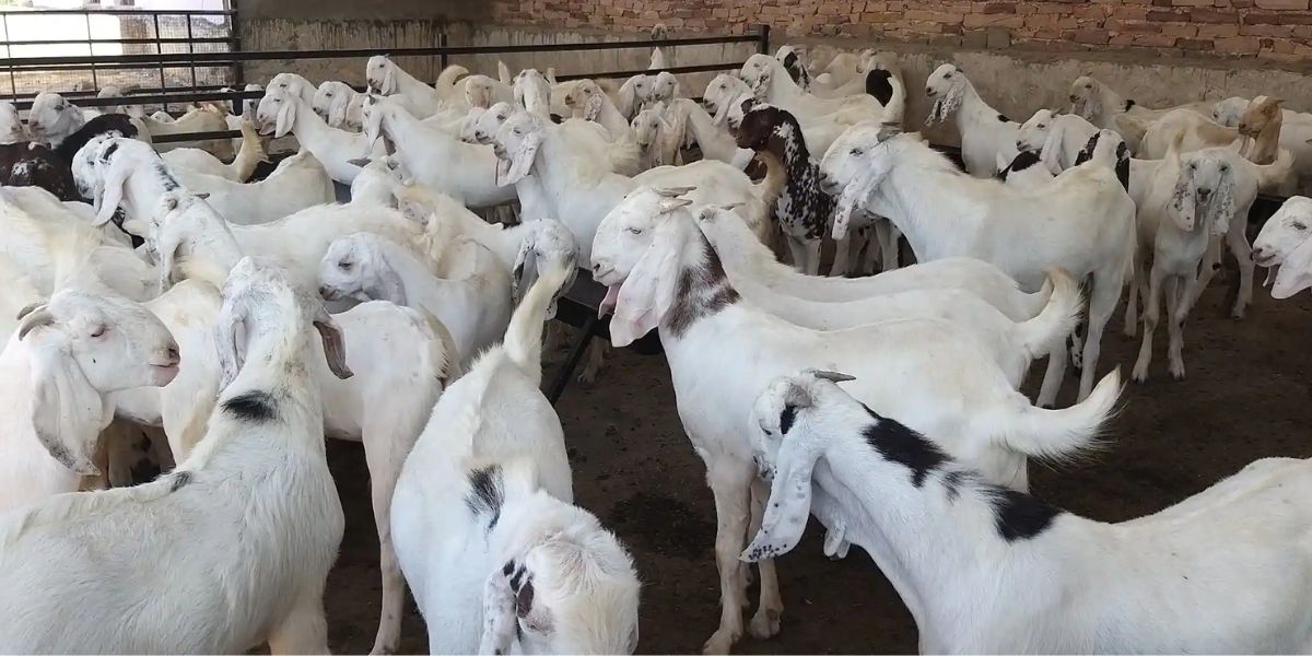 Goat Farming