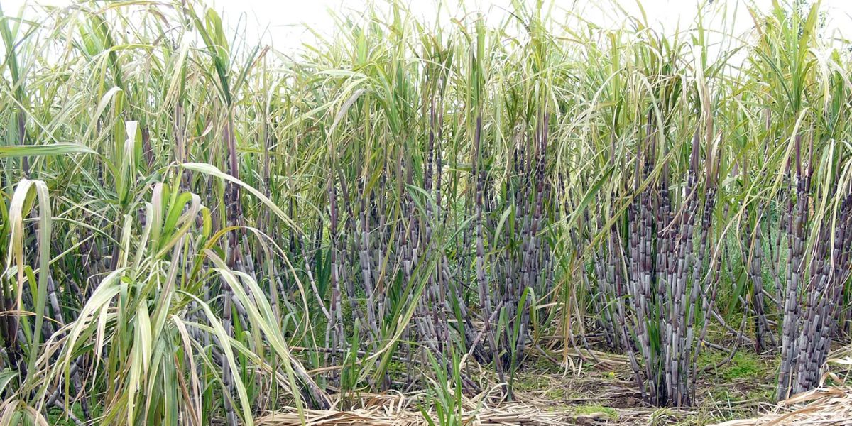 Sugarcane Price Hike