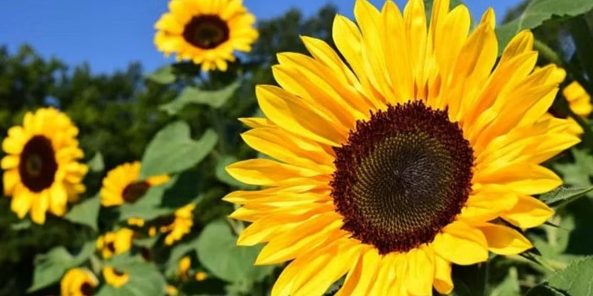 Sunflower Farming