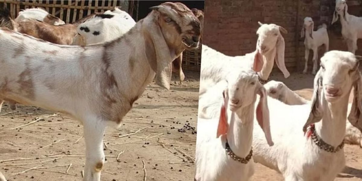 Goat Farming