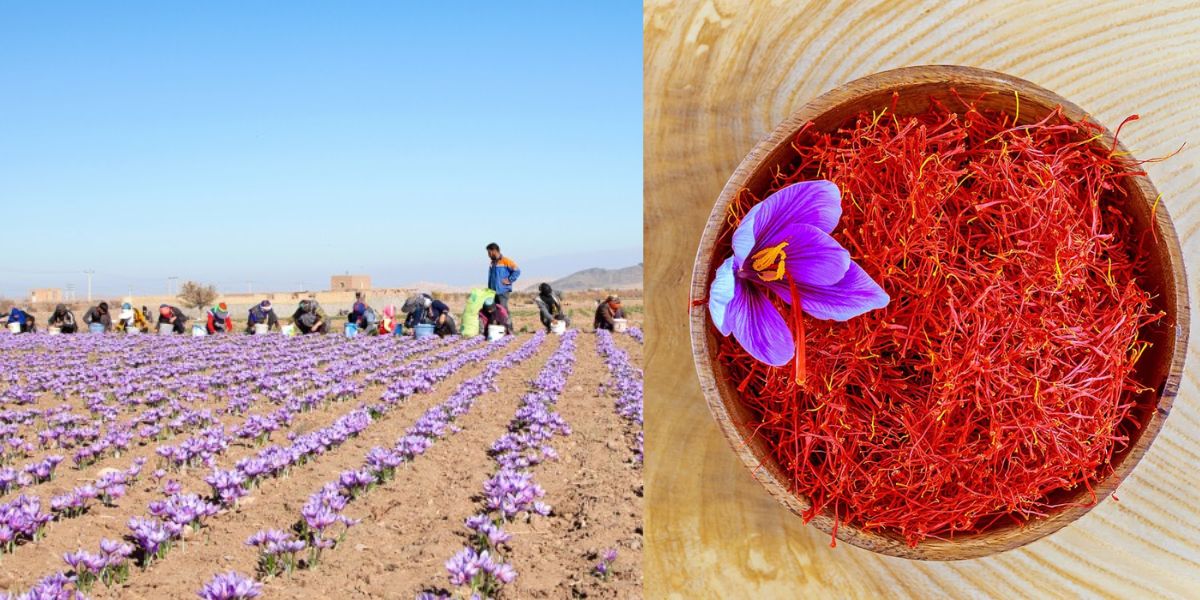 Saffron Farming