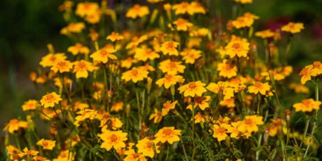 Wild Marigold Flowers