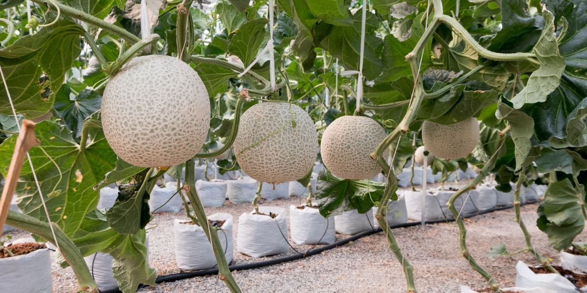 Melon Cultivation