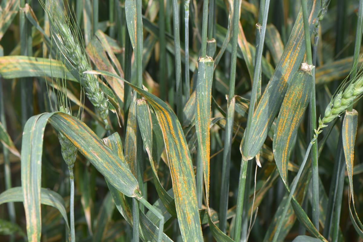 Wheat Crop Disease